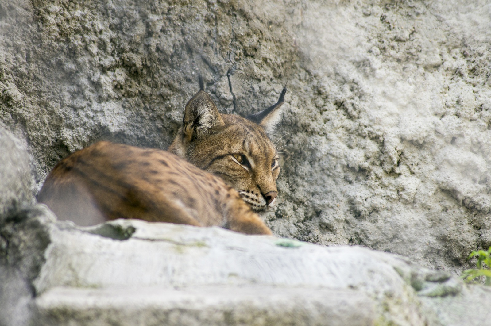 Lynx - My, Lynx, Moscow Zoo, Lynx, Sony alpha 580