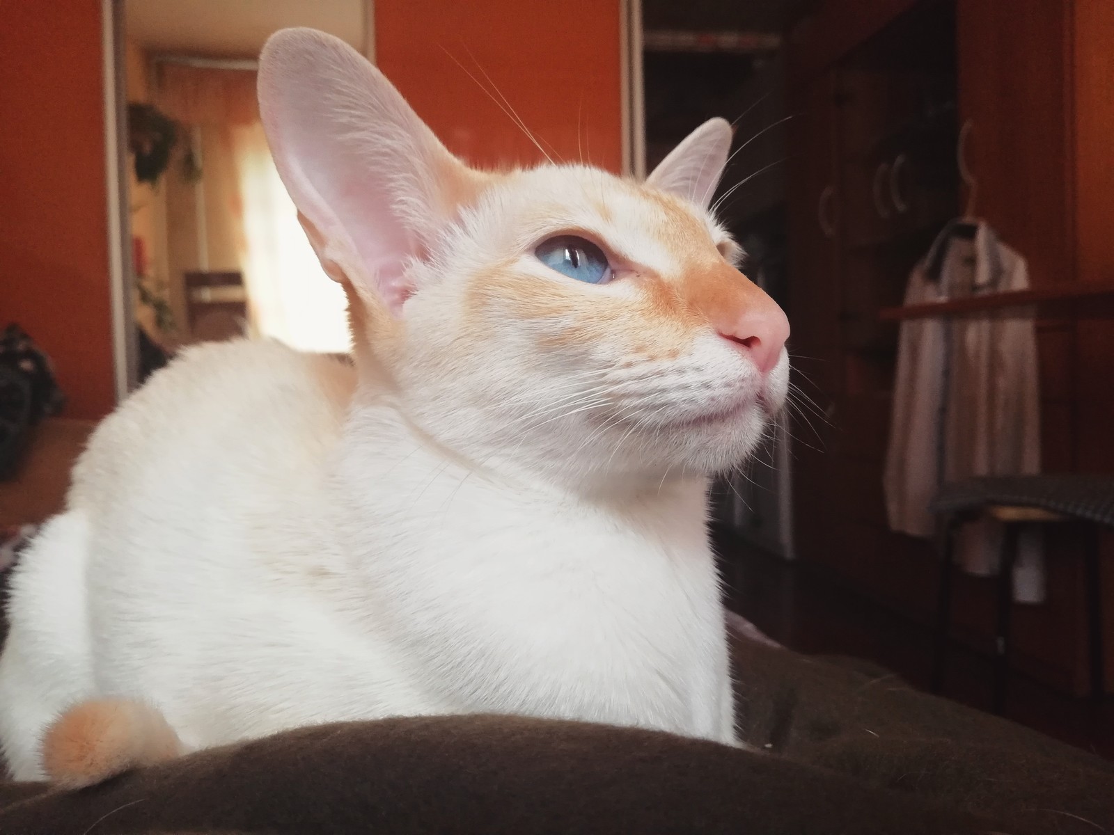 Blue-eyed Half-Blood Princess - My, Catomafia, Oriental cats, Blue eyes, Paws, Longpost, cat