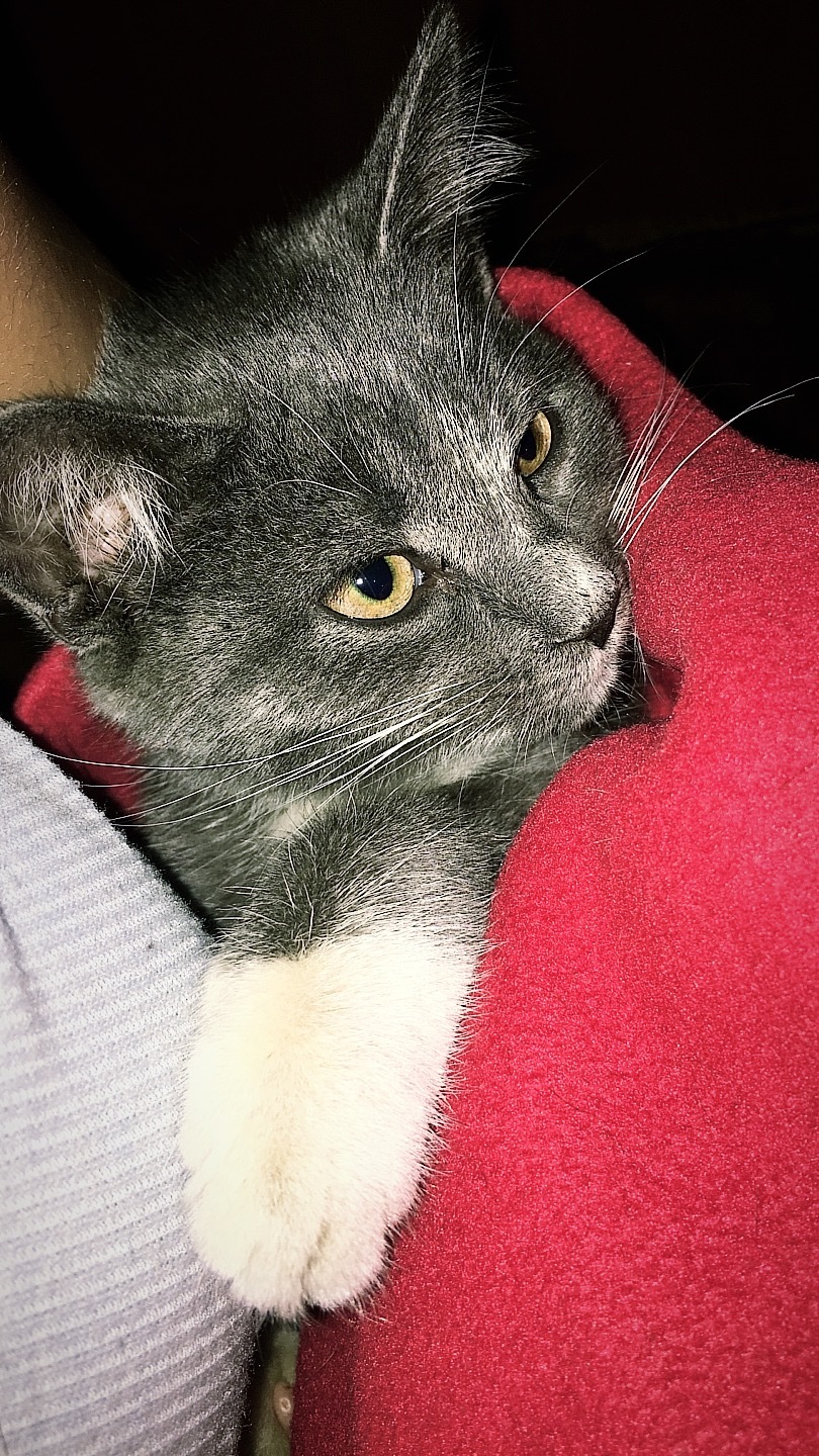 Kitty has found a new home! - My, cat, Kindness, New house, Meow, Longpost