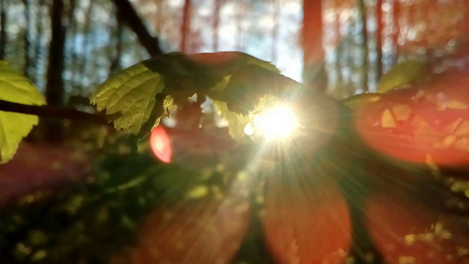 Amateur photography on the phone - My, The photo, The nature of Russia, Sunset, Privacy