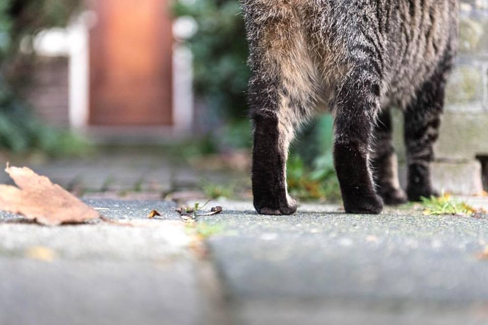 Little paws - My, cat, Paws, Milota, Pets, Tessa