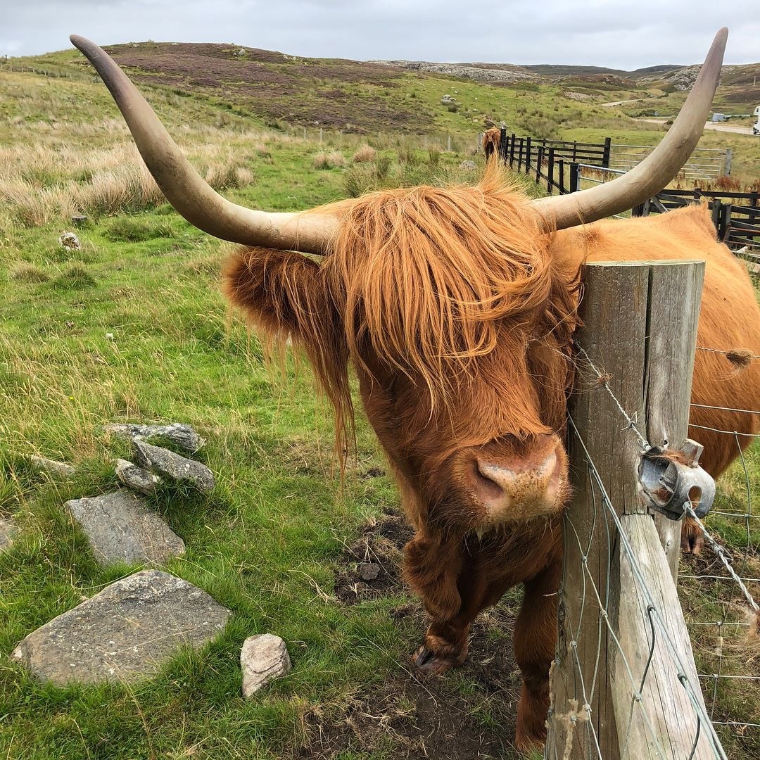 This bull looks like the lead singer of a new rock band. - My, Animals, Bull, Scotland, Rock