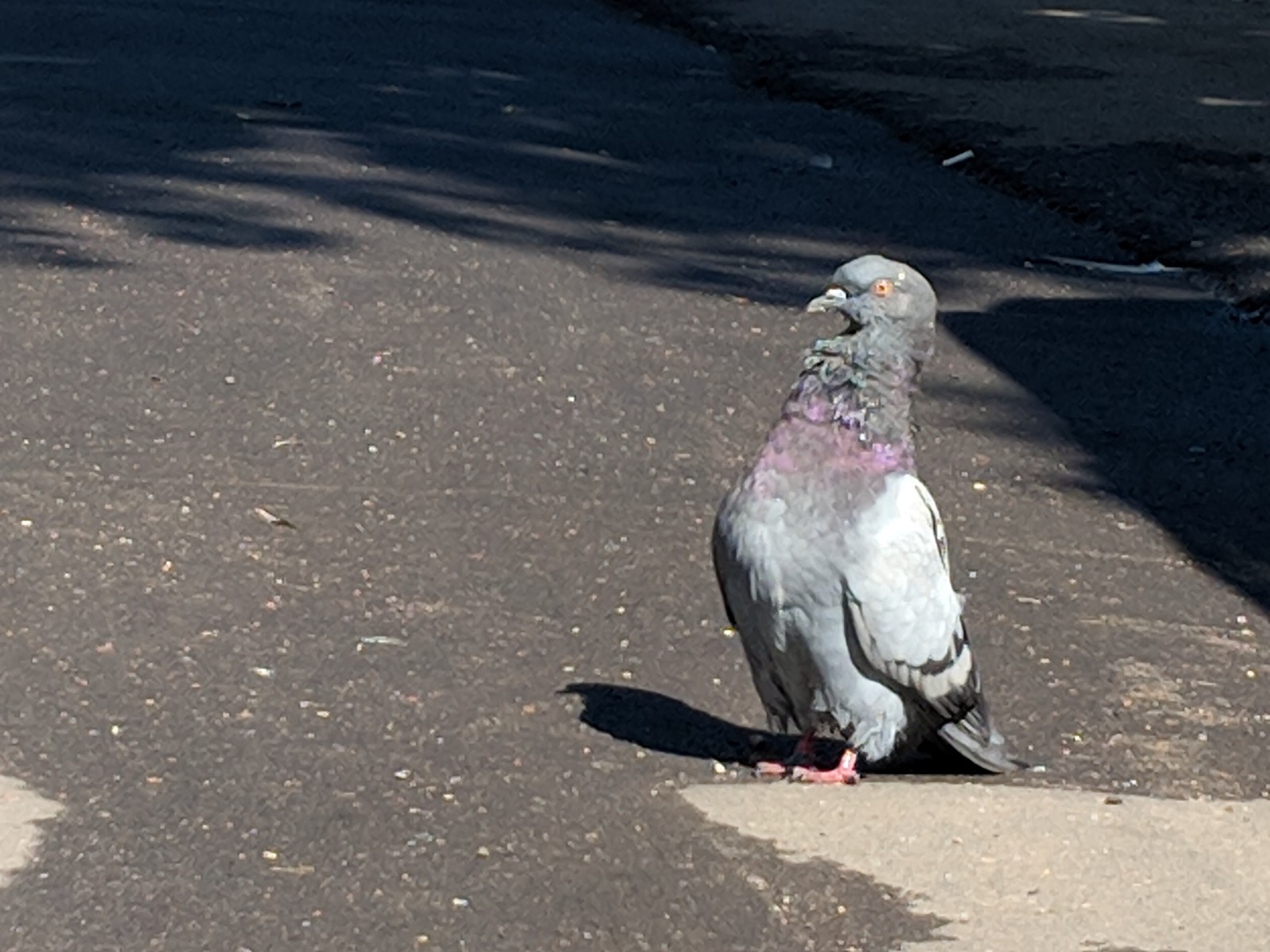 When I came home from a party where I promised not to drink - My, Pigeon, Jory?, Morning, Video