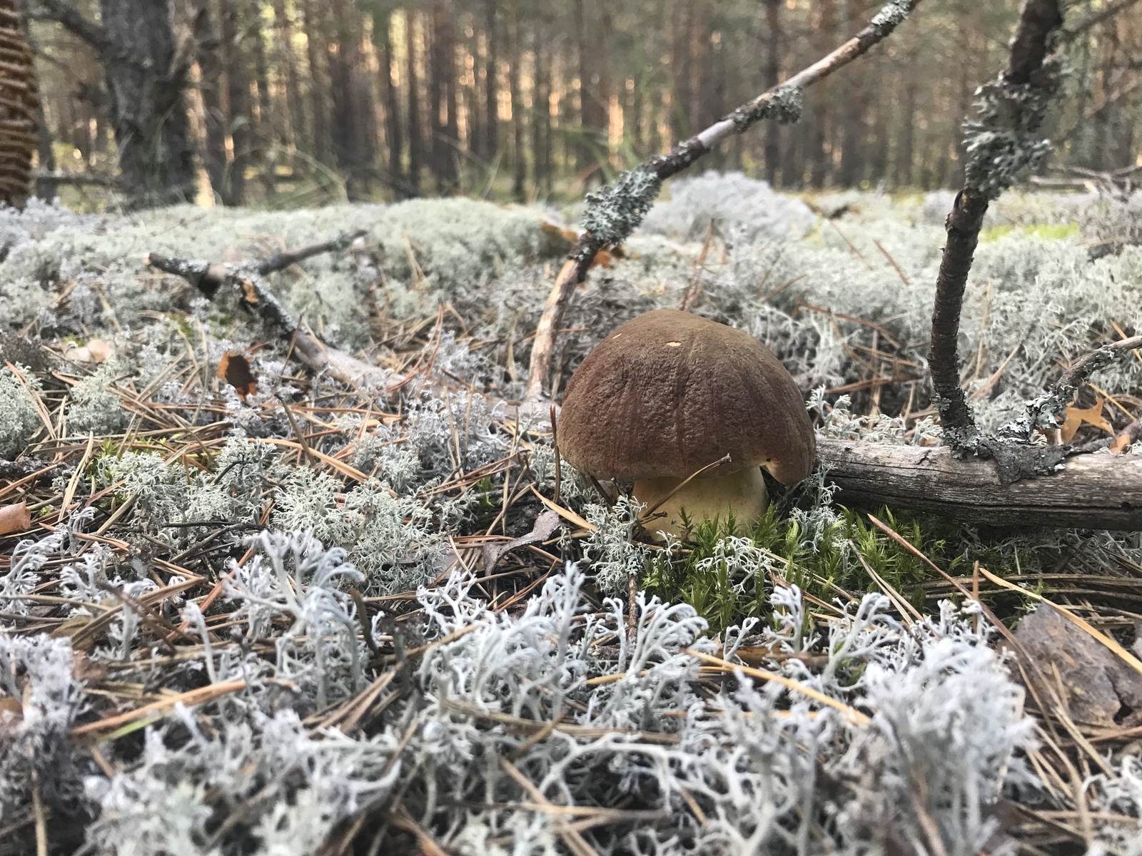 Frolishchi Nizhny Novgorod - My, , Mushrooms, Borovik, Porcini, Silent hunt, , Mushroom pickers, Longpost