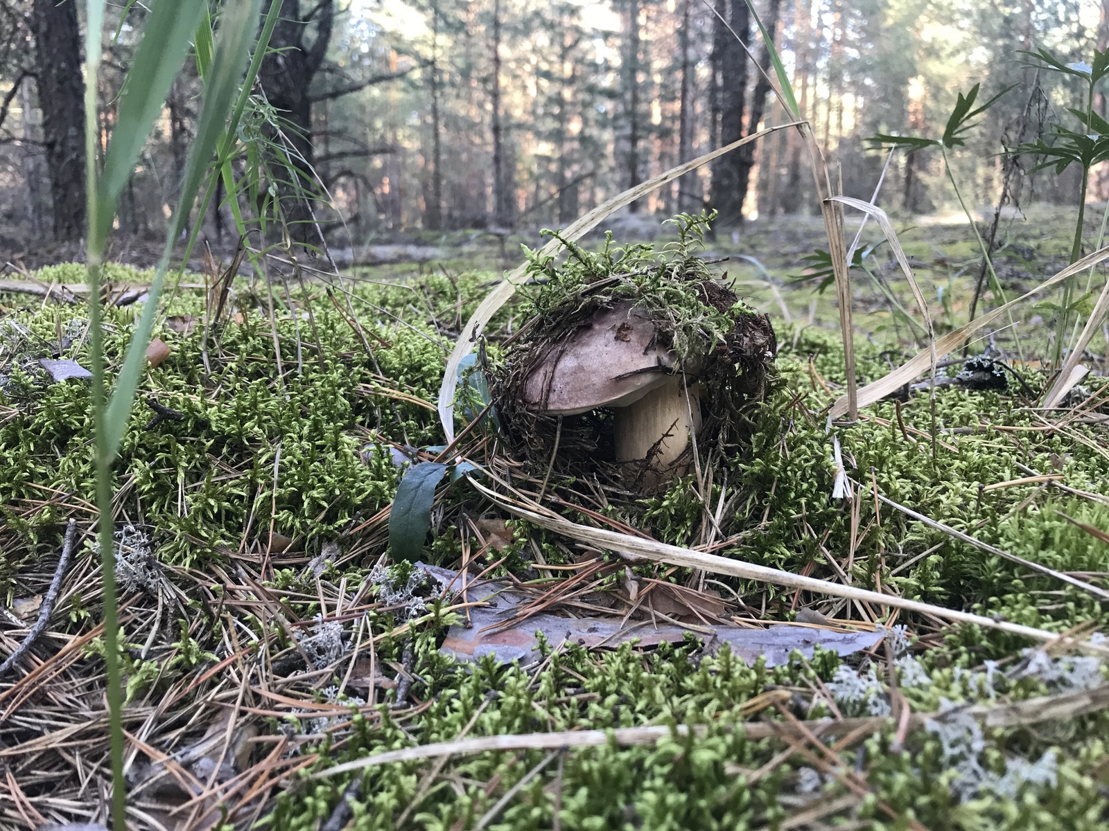 Frolishchi Nizhny Novgorod - My, , Mushrooms, Borovik, Porcini, Silent hunt, , Mushroom pickers, Longpost