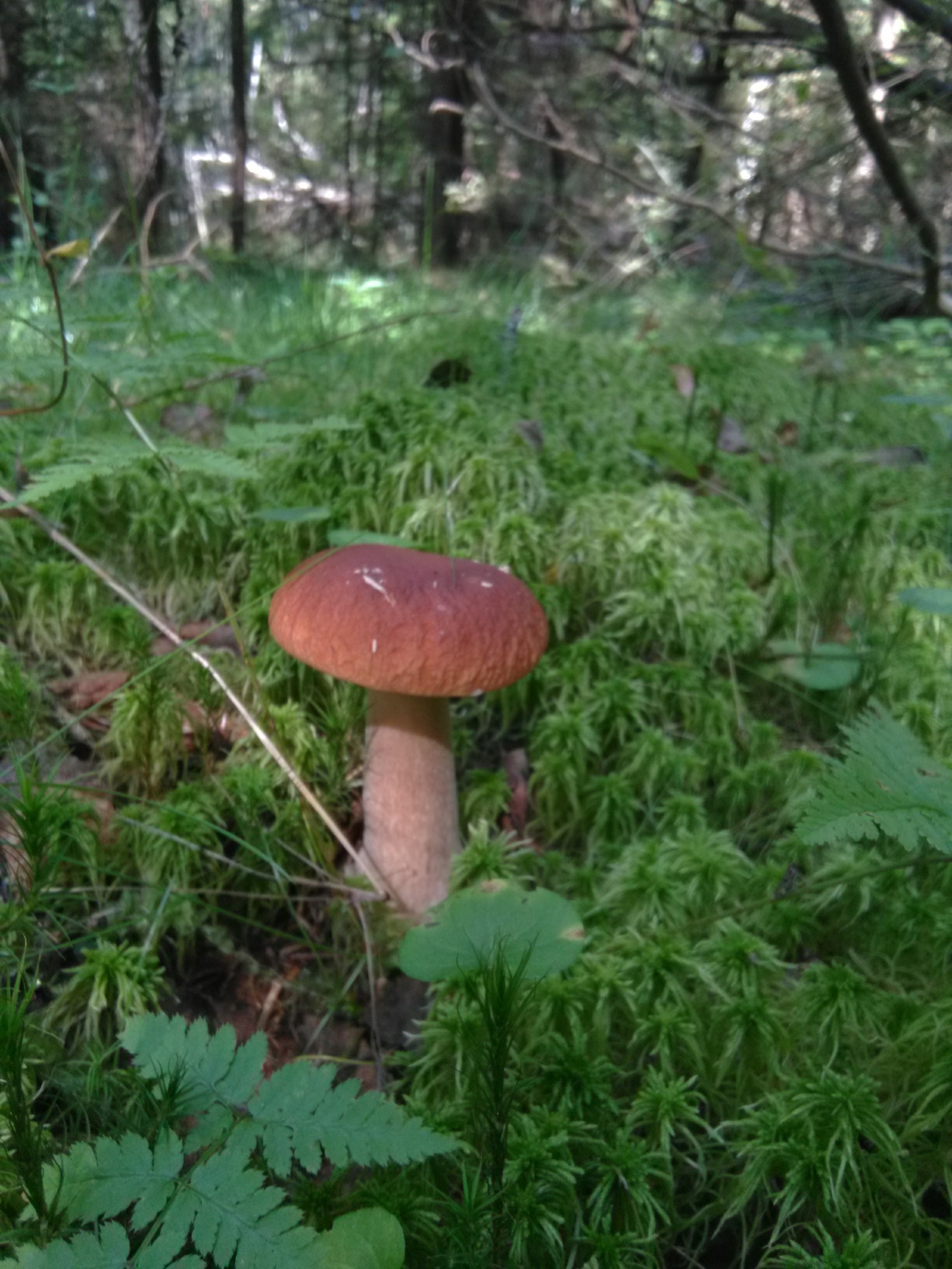 Nice walk in the forest. - Подмосковье, Mushrooms, White, Boletus, Hedgehog, Longpost