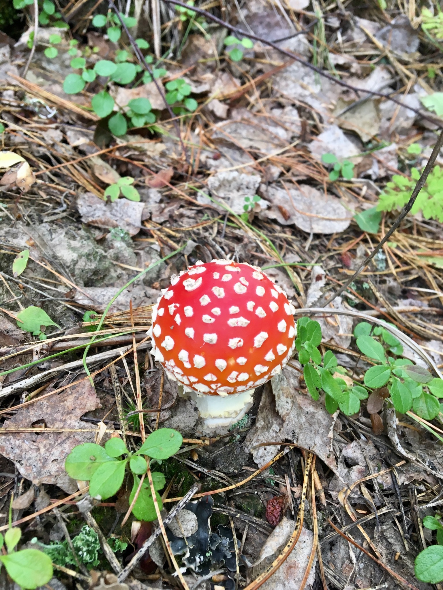 Walk in the woods - My, Mushrooms, Forest, Silent hunt, Longpost