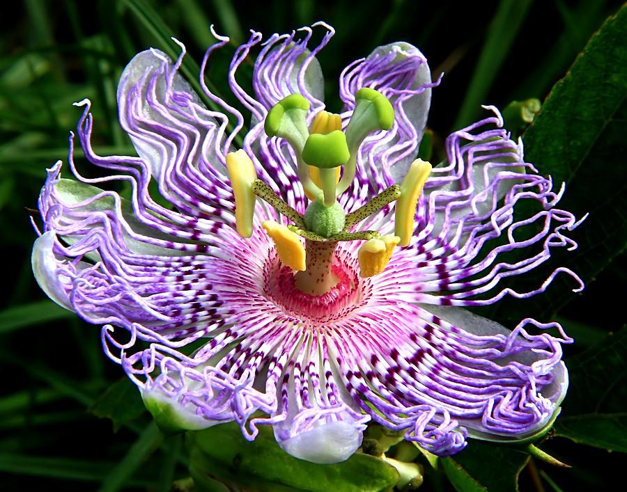 Passiflora, she is a passion flower, she is also a granadilla, you can just passion fruit - Passionflower, , Passion fruit, , Longpost