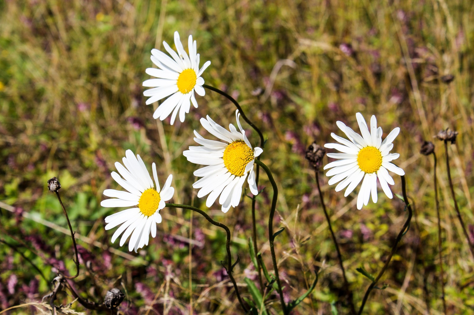 Bike ride - My, Longpost, Nature, The photo, Dzerzhinsk, Canon 1300d, Bike ride