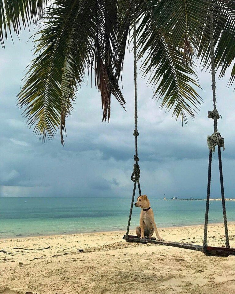 Travelers rescued a dying puppy from India and now he travels with them. - Travels, Dog, Dogs and people, India, Tourism, Interesting, Animals, The photo, Longpost