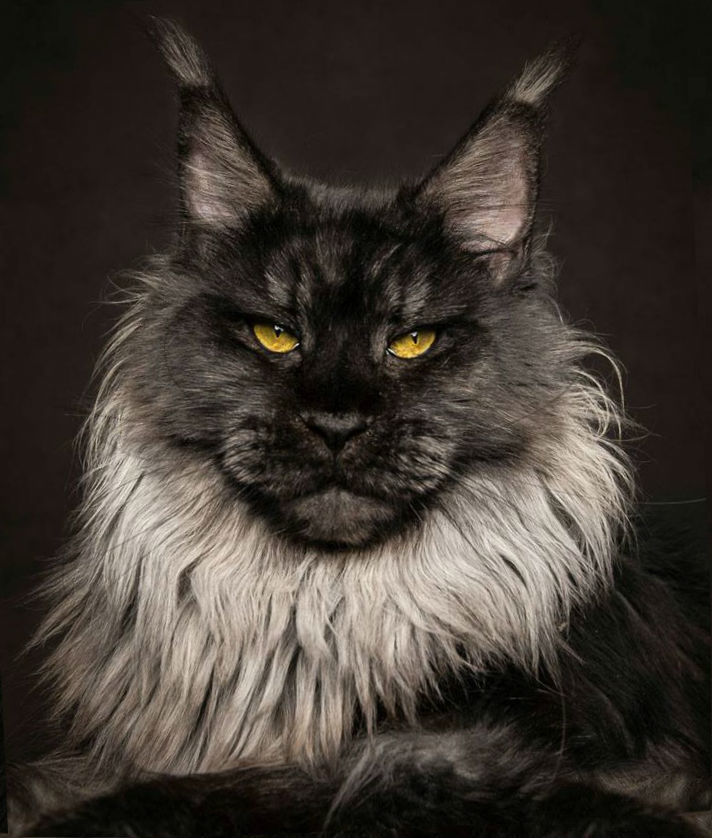 king of cats - Maine Coon, cat, , Longpost