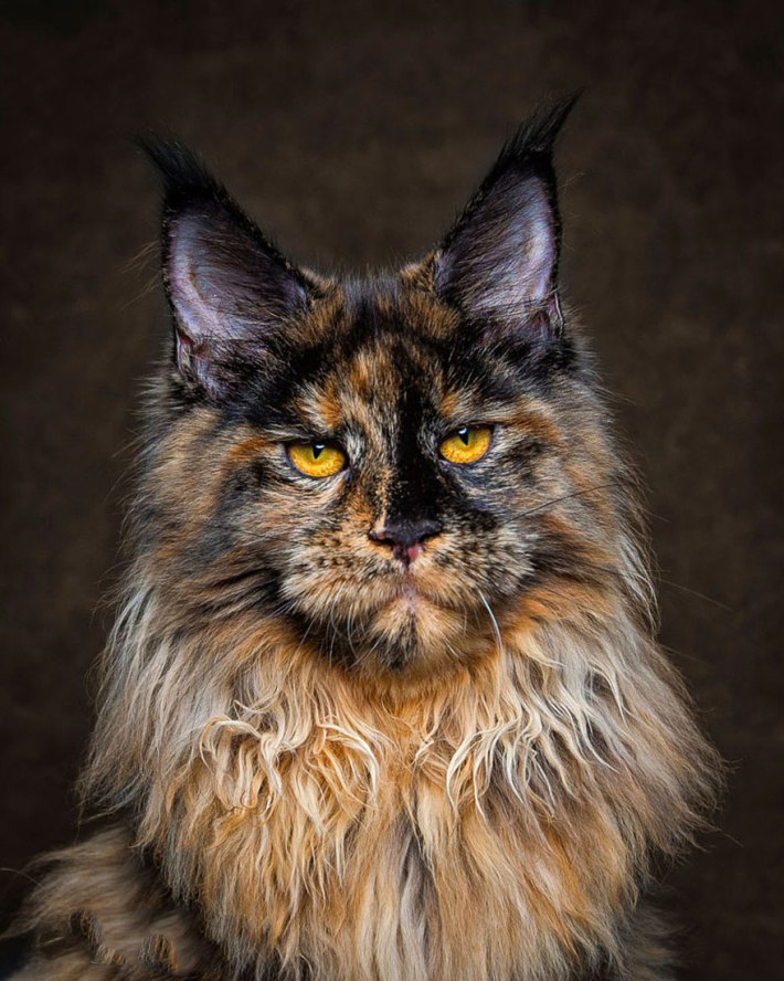 king of cats - Maine Coon, cat, , Longpost