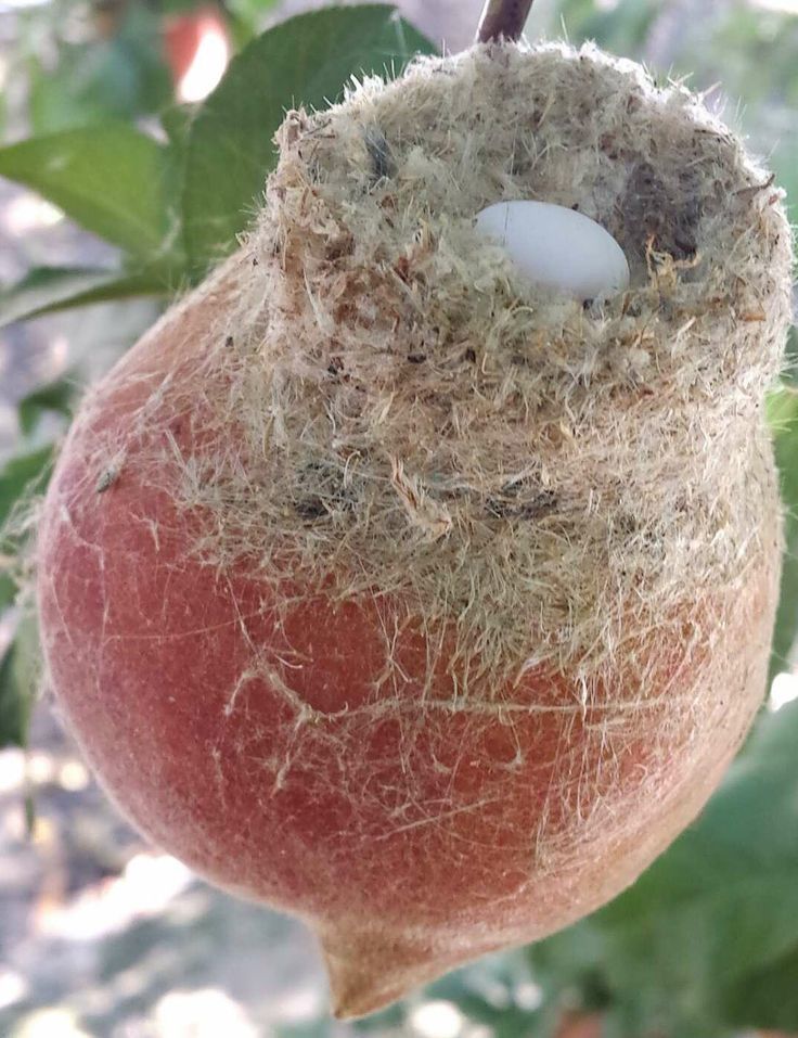 Hummingbird nest on a peach - Birds, Hummingbird, Peach, Nest, Peaches