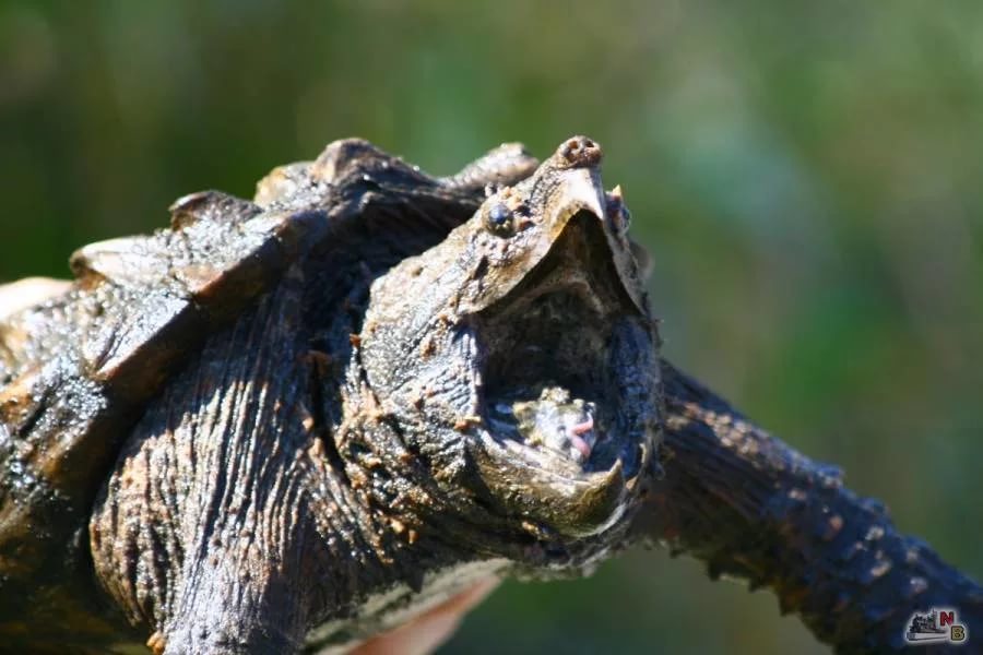 egg eater - Turtle, , Increase Testosterone, Longpost, Vet clinic, Text