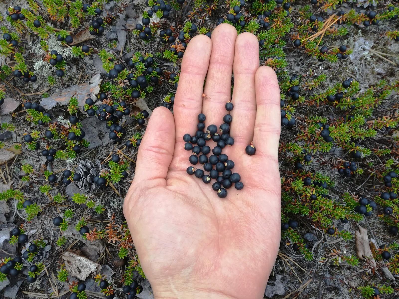 Summer gifts of the tundra, part two. - My, Berries, North, Forest, Taiga, Longpost