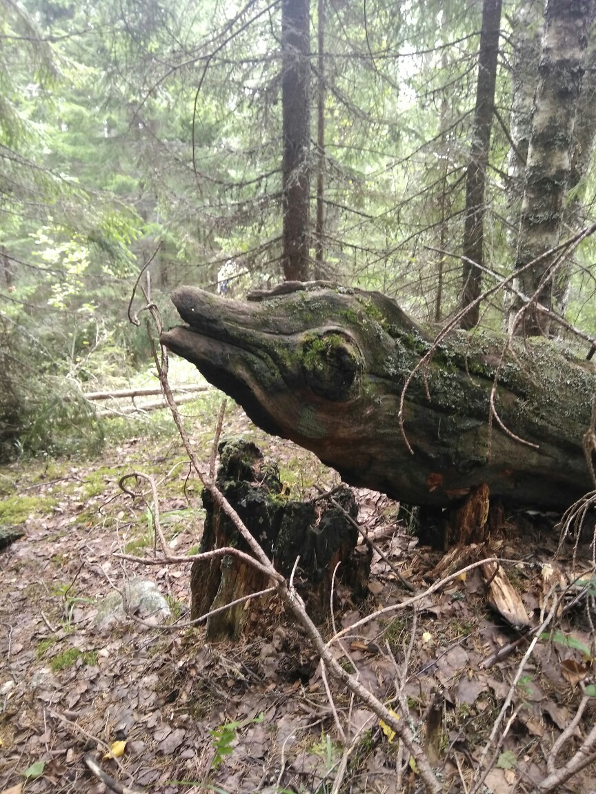 In the forests of Karelia - My, Forest, Vipers, Sculpture, , Longpost