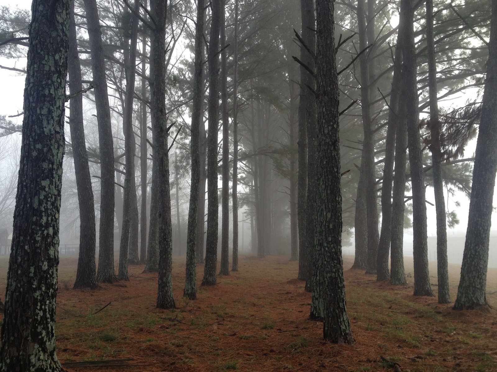 The beauty of nature №17 - The photo, Nature, Forest, Fog