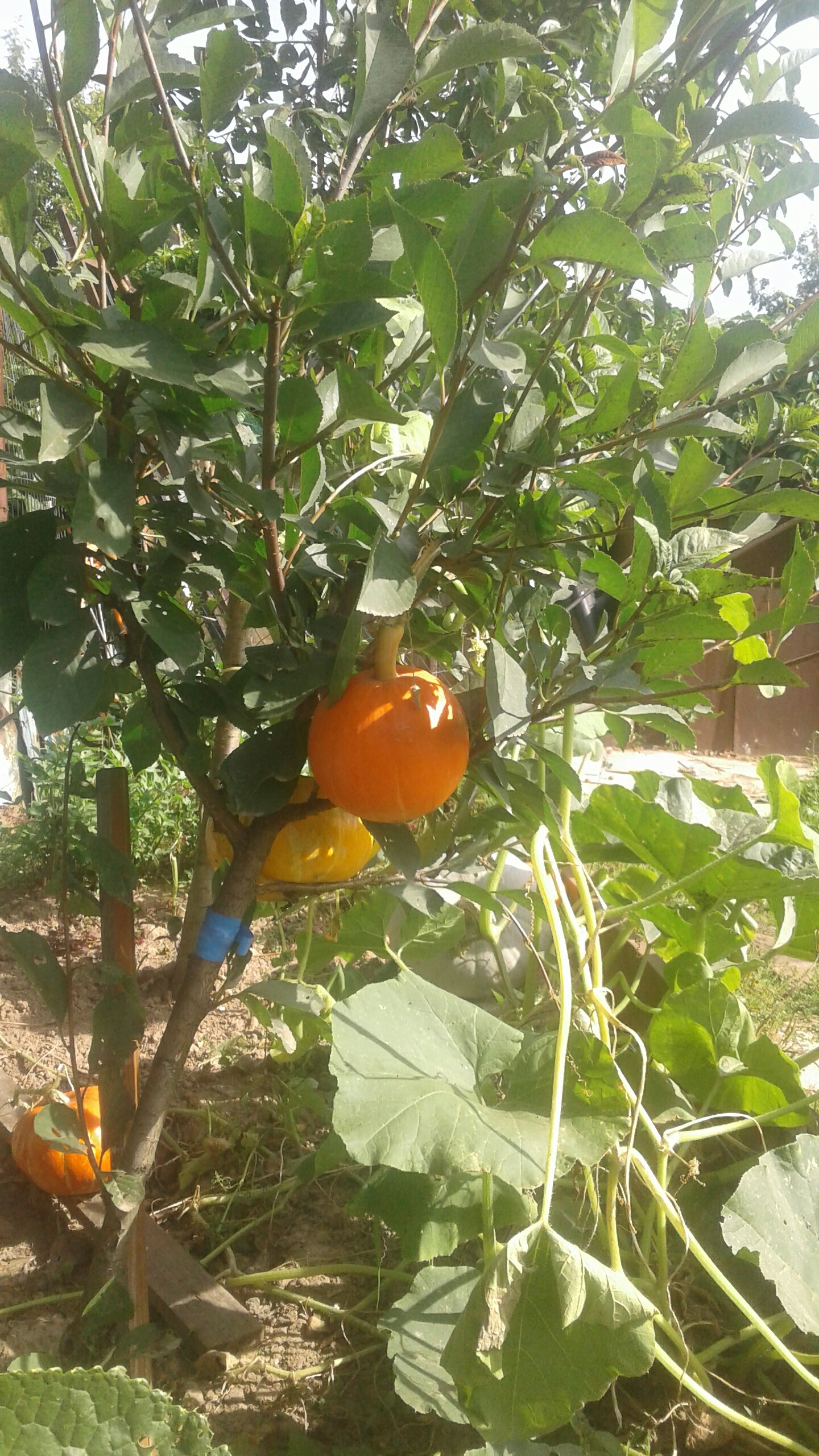 Pumpkin - My, Pumpkin, Tree, Dacha, Garden, , Longpost