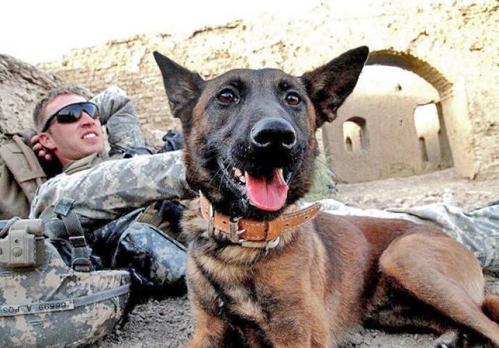 Use of dogs in the US military - USA, Army, Dog, Longpost