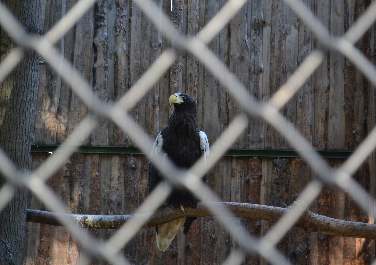 Penza Zoo - My, Zoo, Penza, Birds, Eagle, A parrot, Tiger, Animals, Penza Zoo, Longpost