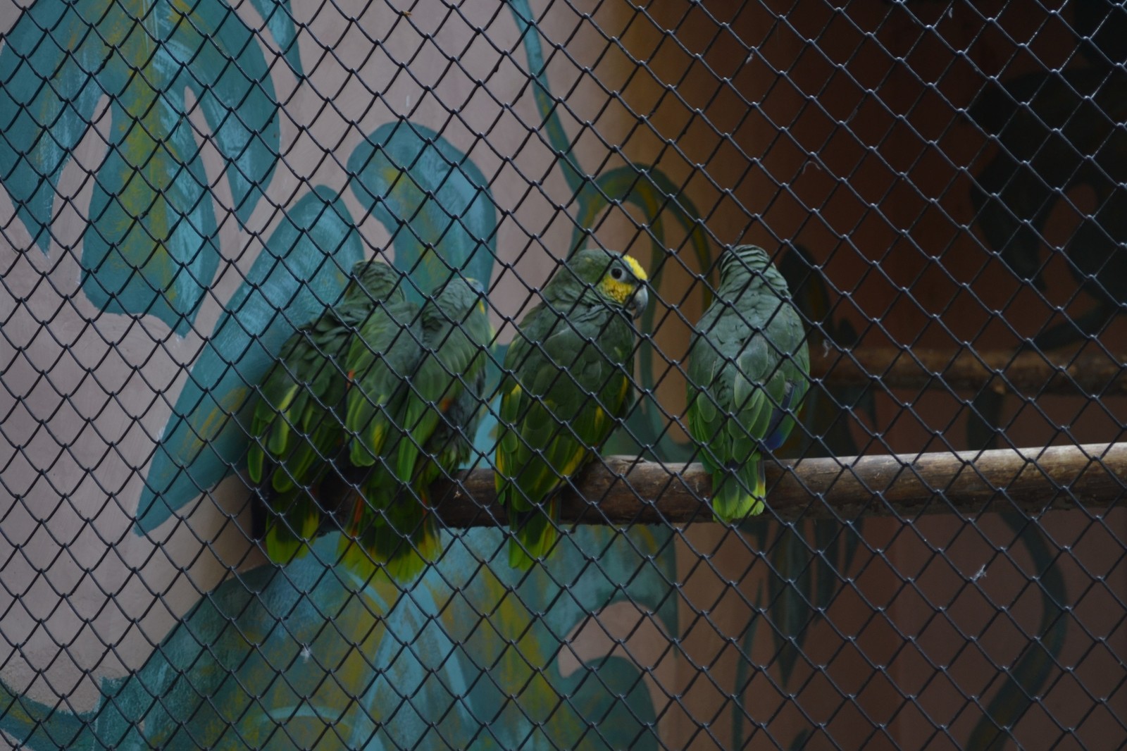 Penza Zoo - My, Zoo, Penza, Birds, Eagle, A parrot, Tiger, Animals, Penza Zoo, Longpost