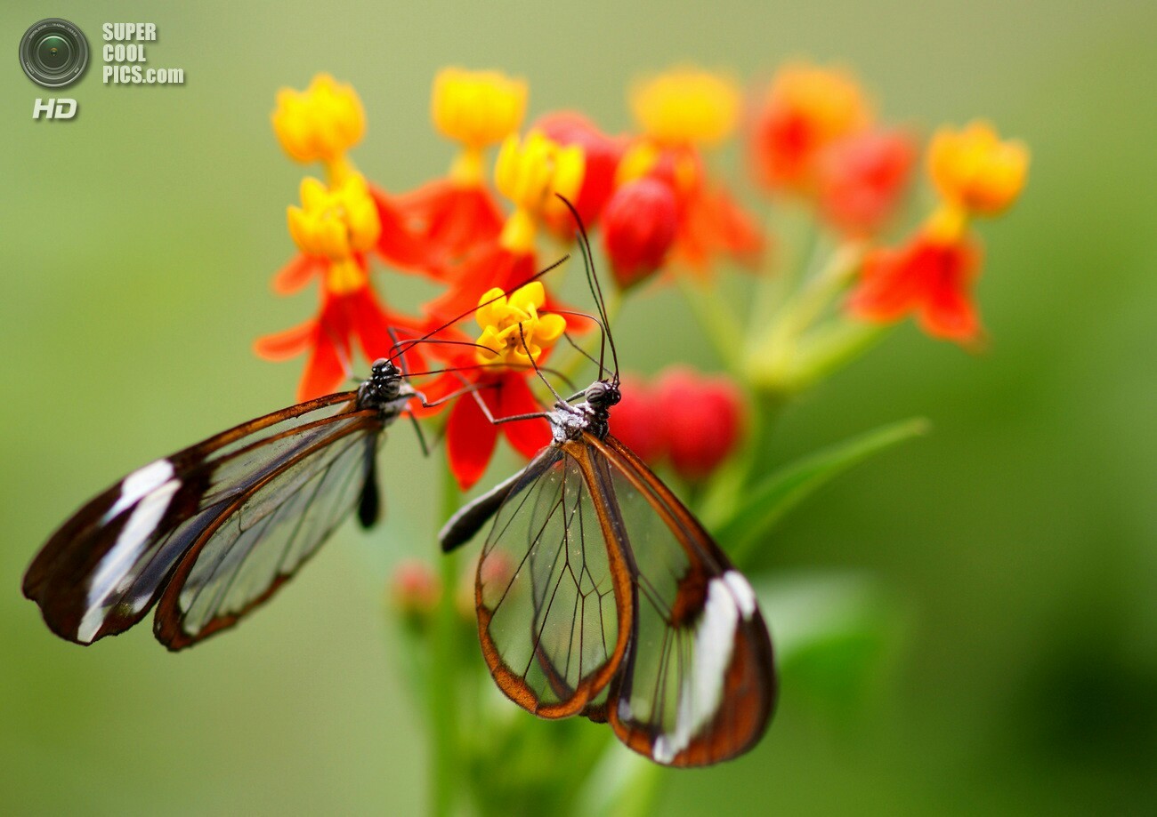Стеклянная бабочка | Пикабу