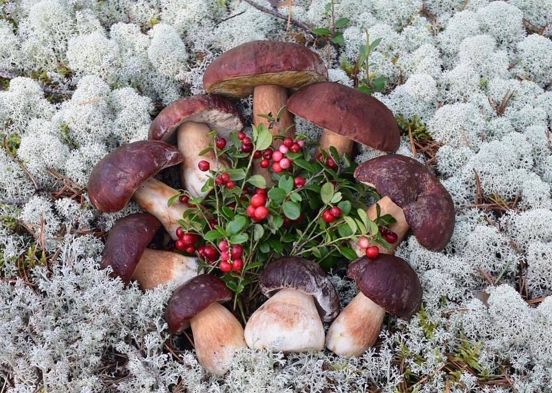 Summer Set in the Far North - Mushrooms, YaNAO, Watch