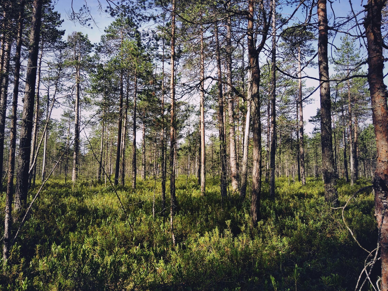 In the forests of Karelia (July photos) - My, Cloudberry, Forest, Chanterelles, Nature, , Longpost