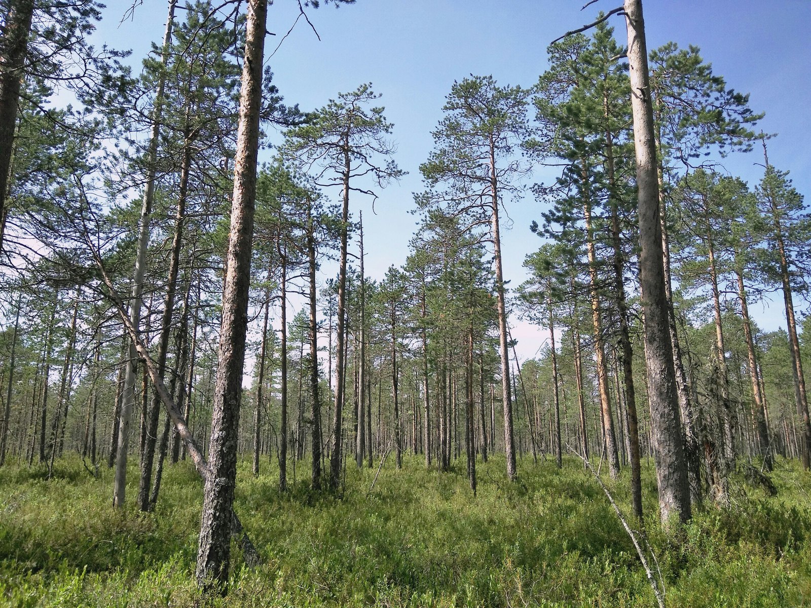 In the forests of Karelia (July photos) - My, Cloudberry, Forest, Chanterelles, Nature, , Longpost