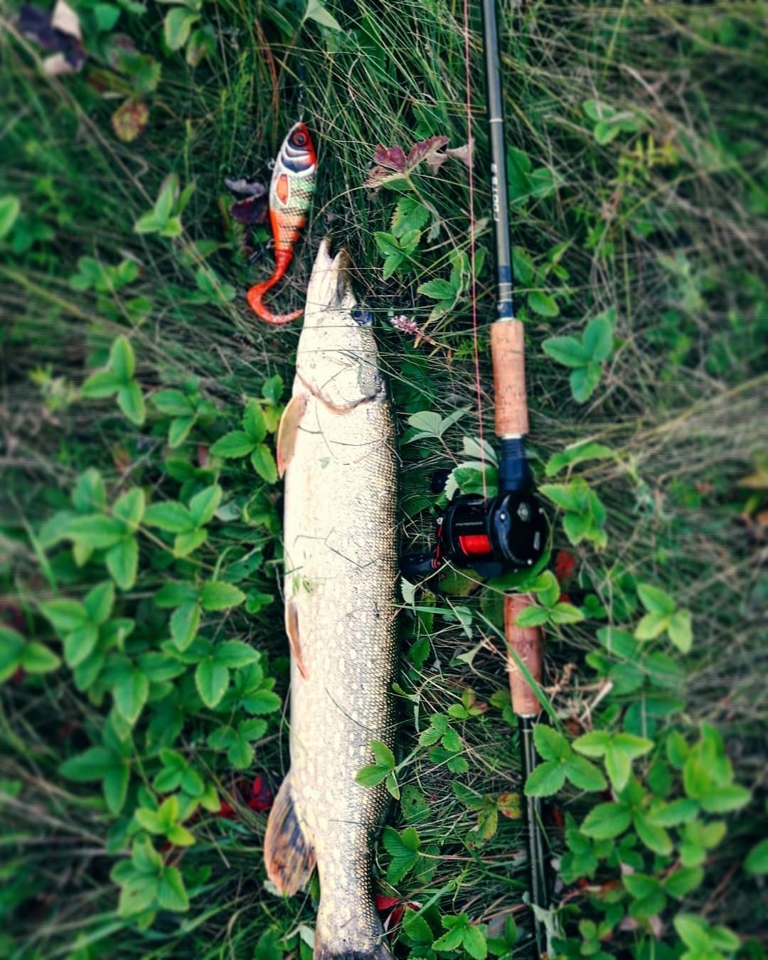 An unexpected surprise at the village pond - My, Whiteriverufa, Fishing, Spinning, , Pike