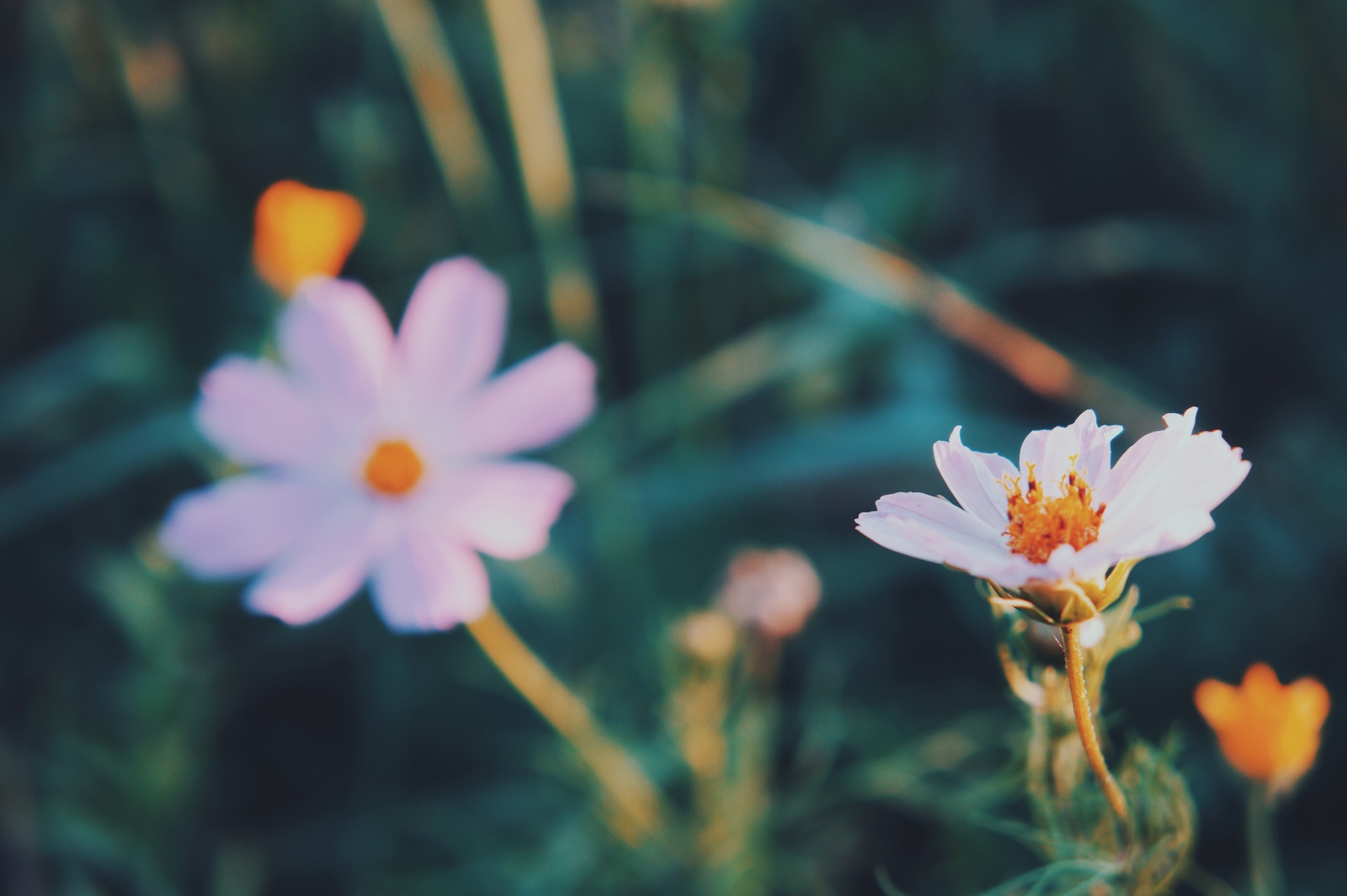 Seeing off summer. - My, August, Sunset, Forest, beauty, Nature, Longpost, Sea buckthorn