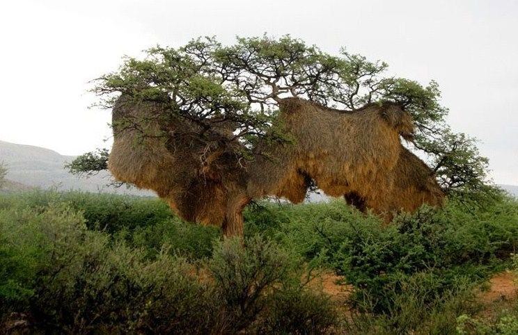 How the world's largest nests are built - My, Animals, Weavers, Birds, Wild animals, Humor, Nature, Animal book, Longpost