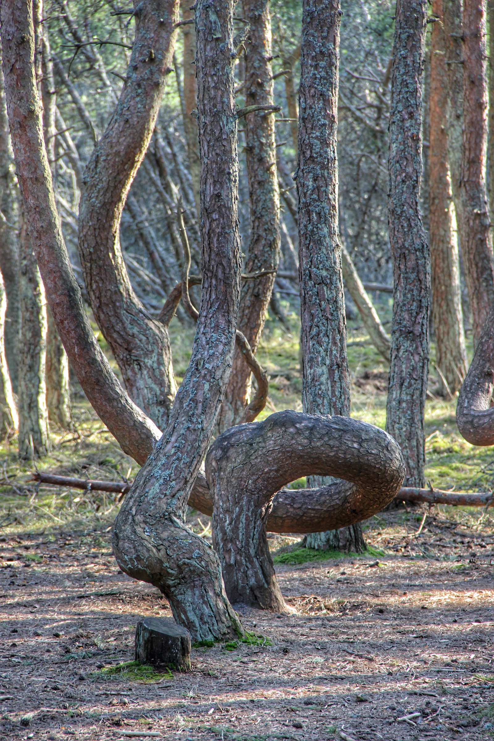 dancing forest - My, Baltic Sea, Kaliningrad, Curonian Spit, Forest, dancing forest, The photo, Longpost