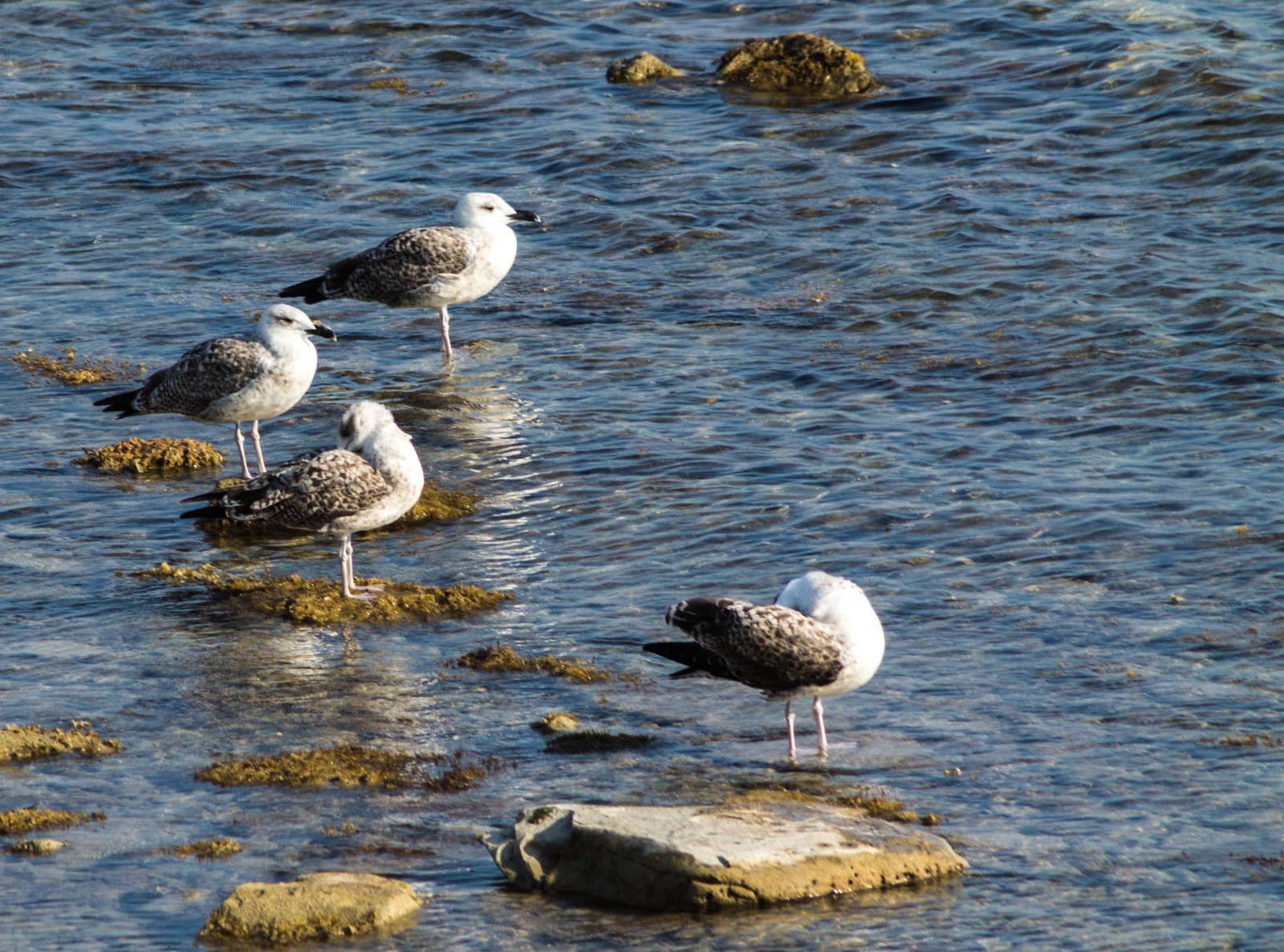 Seagulls - My, Seagulls, The photo, Canon, Longpost, Sea, Birds