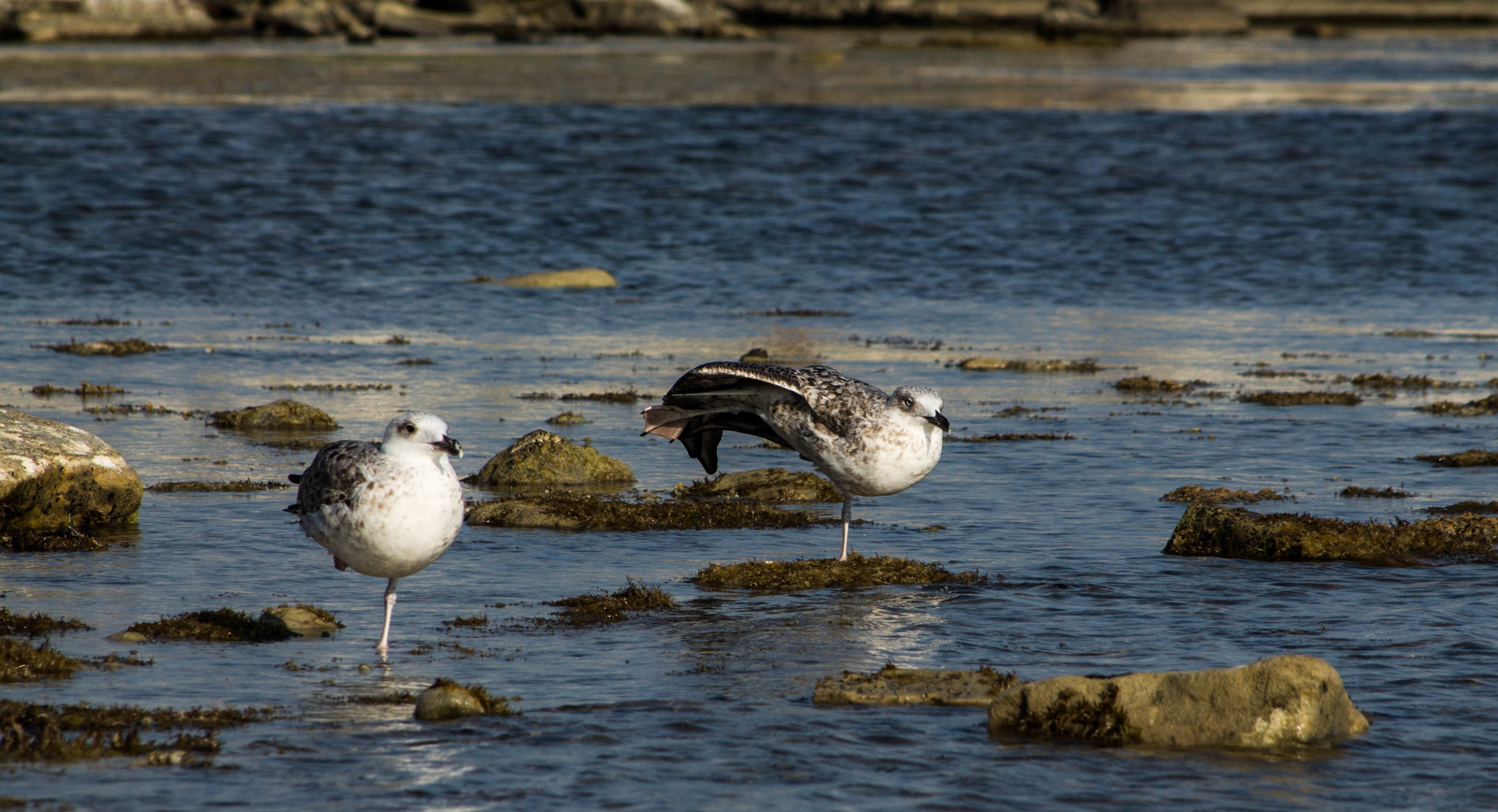 Seagulls - My, Seagulls, The photo, Canon, Longpost, Sea, Birds