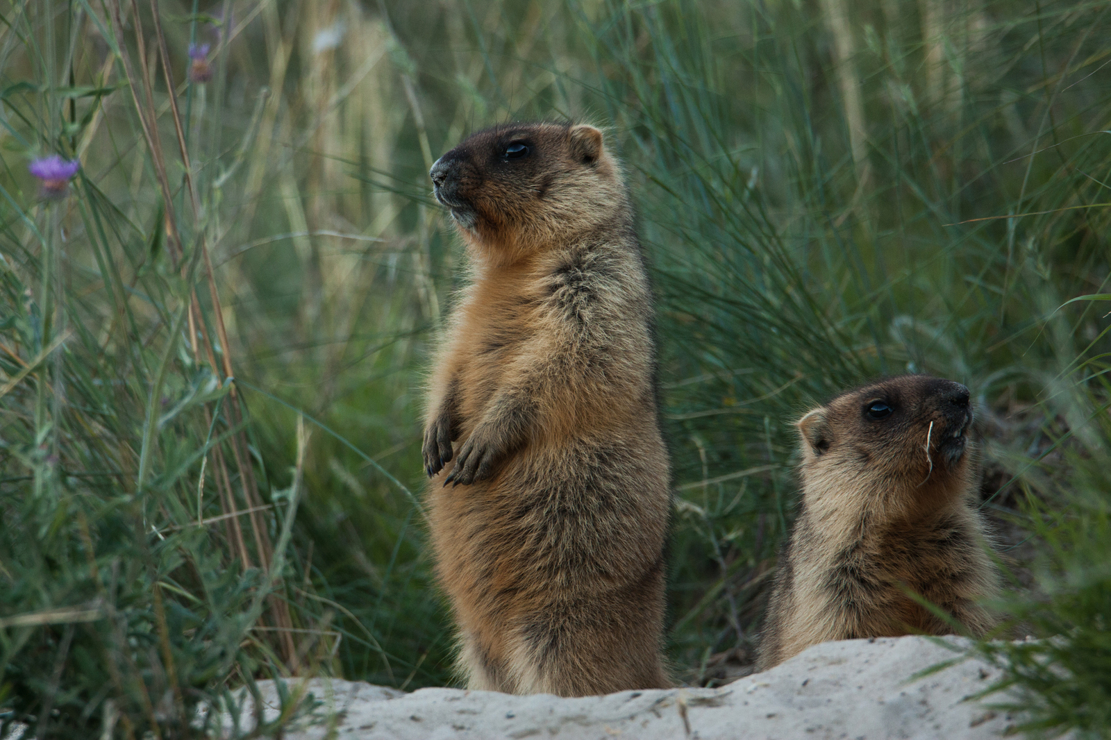 Little marmots post - My, My, Nature, Animals, The photo, Longpost