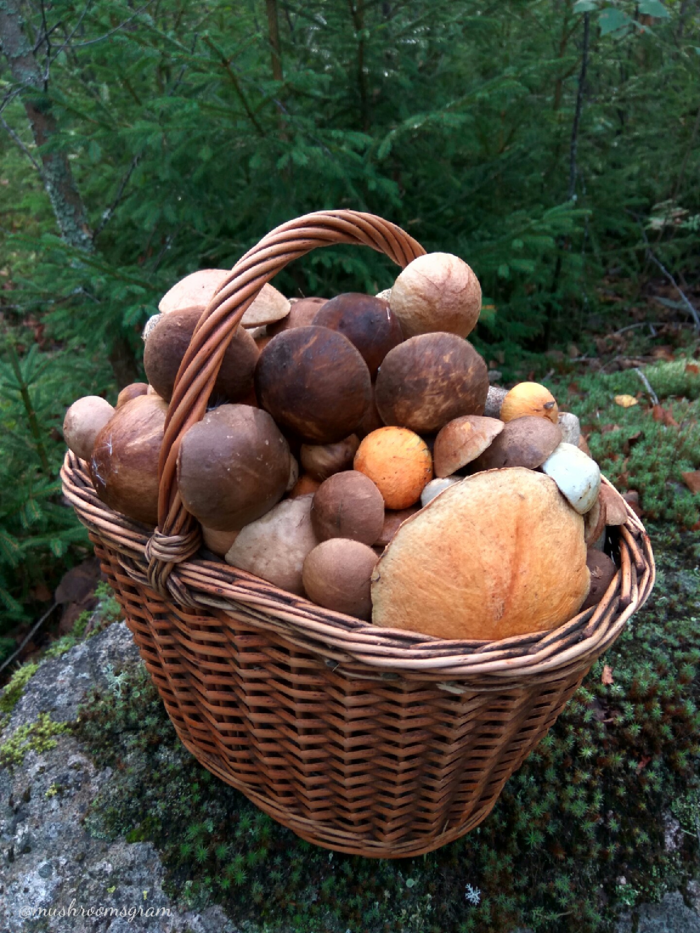 I should have bought a bigger basket :) - My, Mushrooms, Forest, Clean forest, Silent hunt, Boletus, Boletus