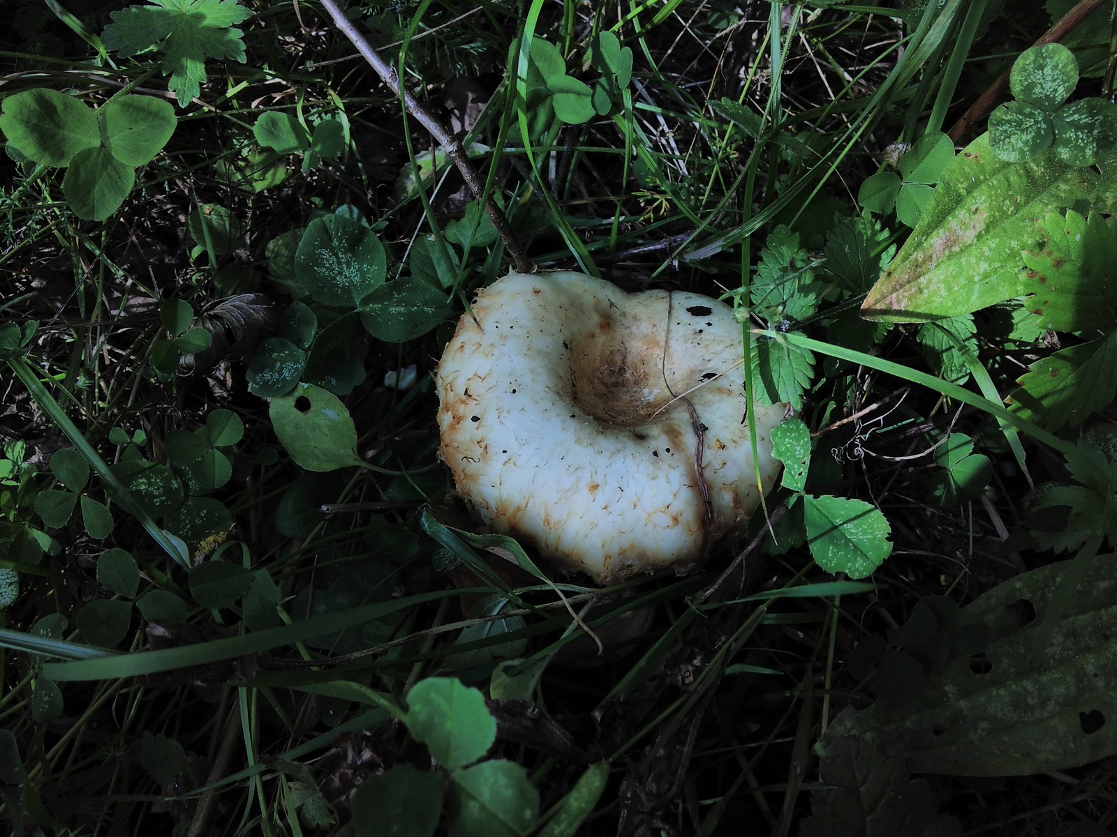 The mushrooms have gone. - My, Mushrooms, Lactarius