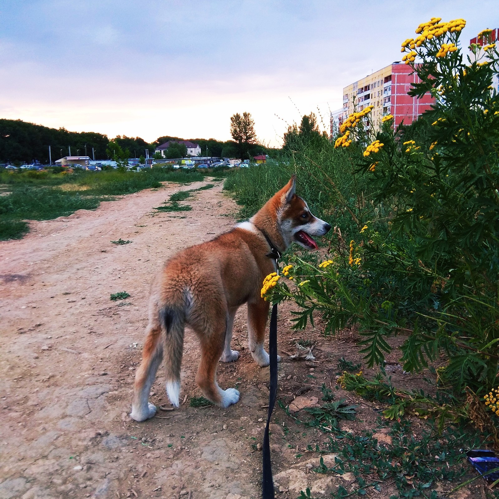 My joy - My, Husky, Animals, Longpost