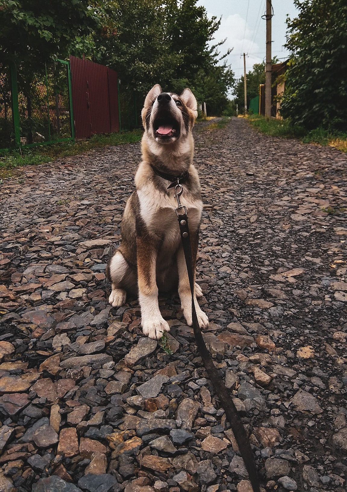 My joy - My, Husky, Animals, Longpost