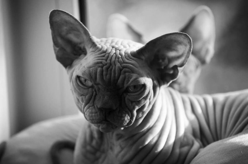 Sphinxes. - Animals, Longpost, Oriental cats, cat, Sphinx