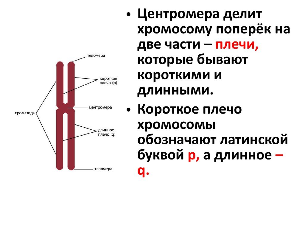 Цикл Онкогематологии. Часть 1. Хронический лимфоцитарный лейкоз. - Лейкоз, Онкология, Наука, Биология, ДНК, Длиннопост