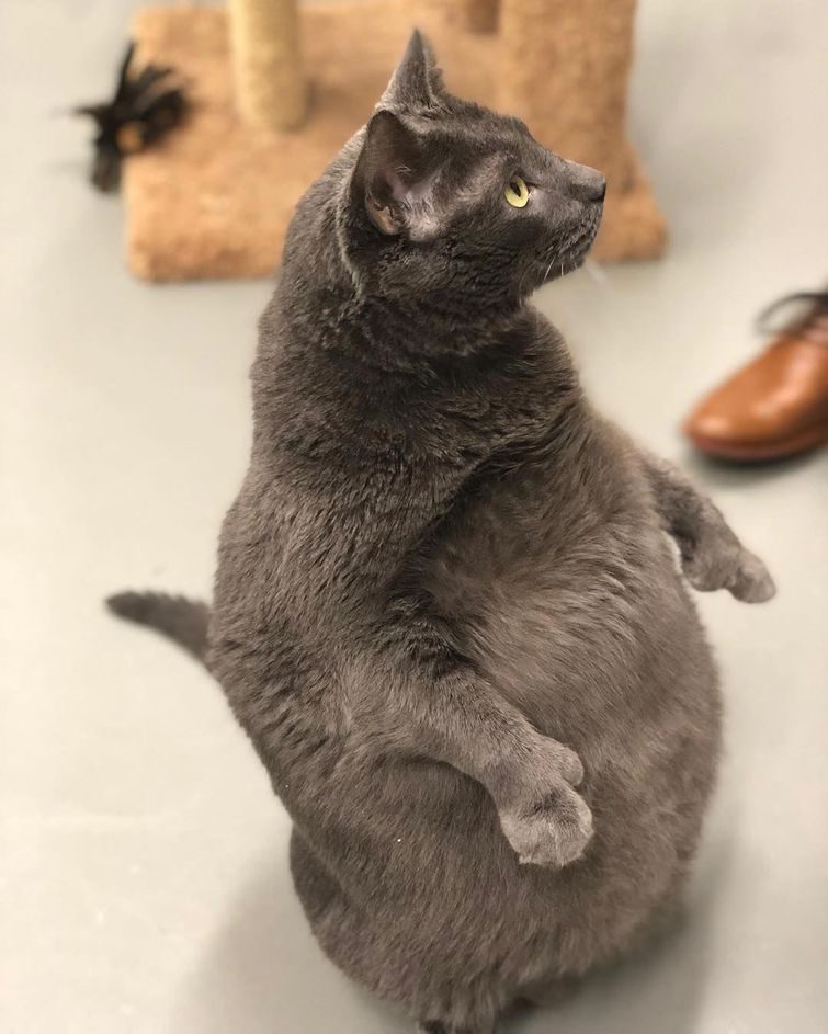 Gimmie That Fat Cat (Give Me That Fat Cat) - cat, , Polydactyly, , Longpost