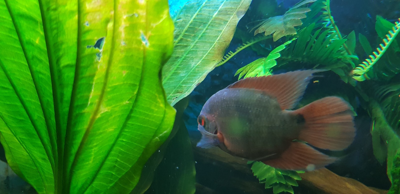 Malyavki - My, Aquarium, Cichlids, Longpost