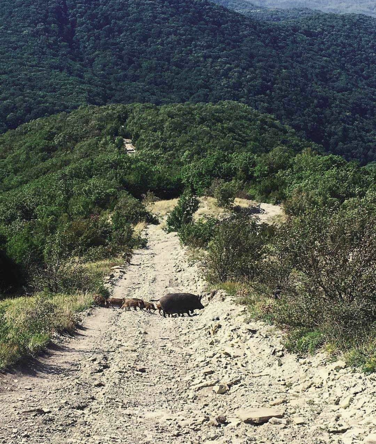 A family of mountain pigs on a walk... - Pig, The mountains, Gelendzhik, Boar, Animals