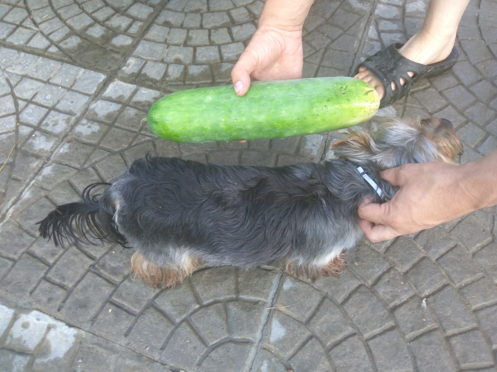 Harvest - My, Harvest, Cucumbers, Dog