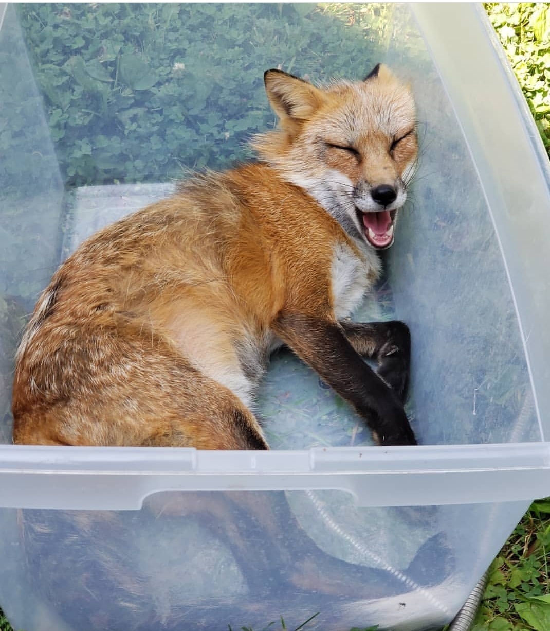Лисы тоже любят коробки ^.^ | Пикабу