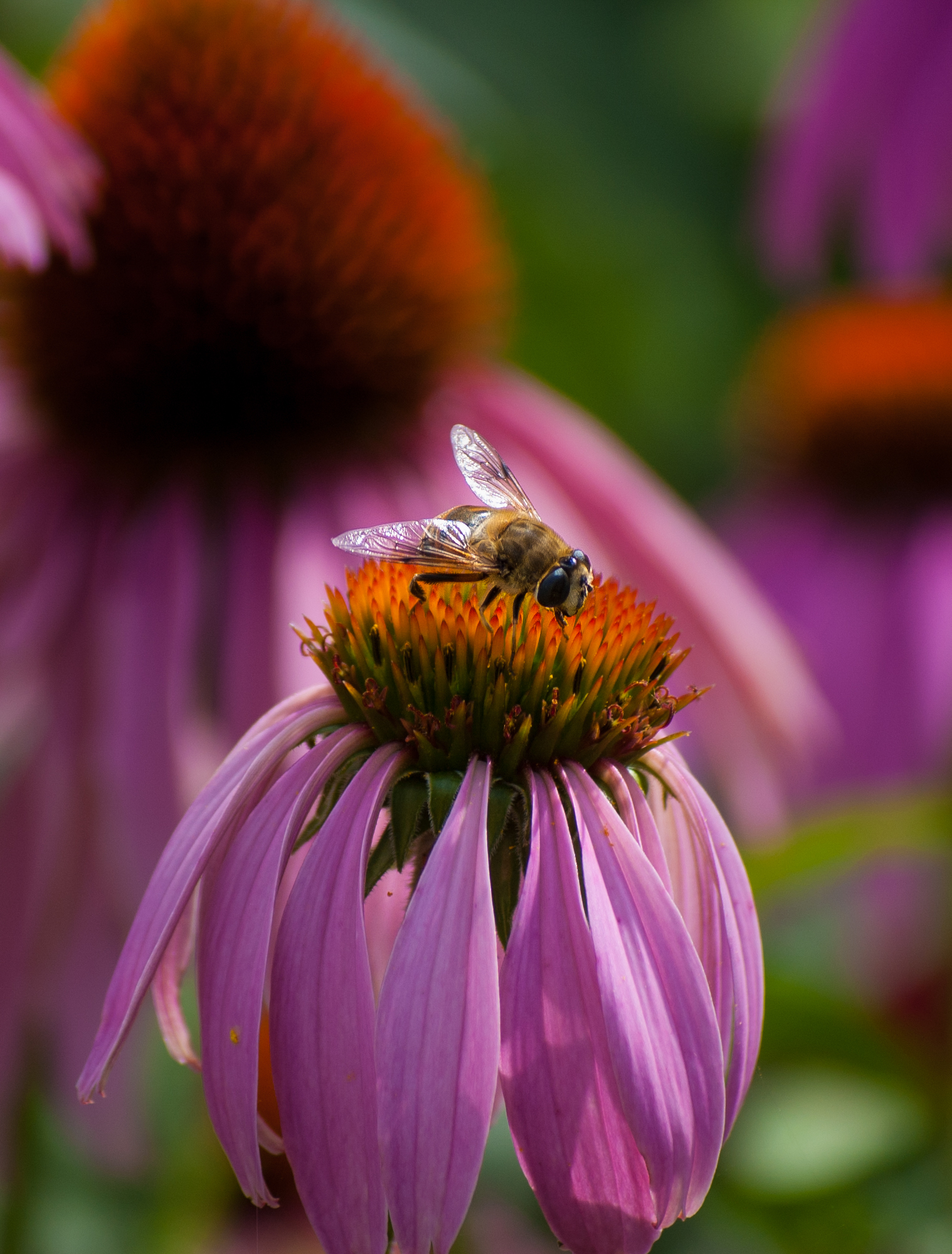 last flowers - My, Nikon, Nikon D40, , Flowers, Color, Summer, Insects, Longpost