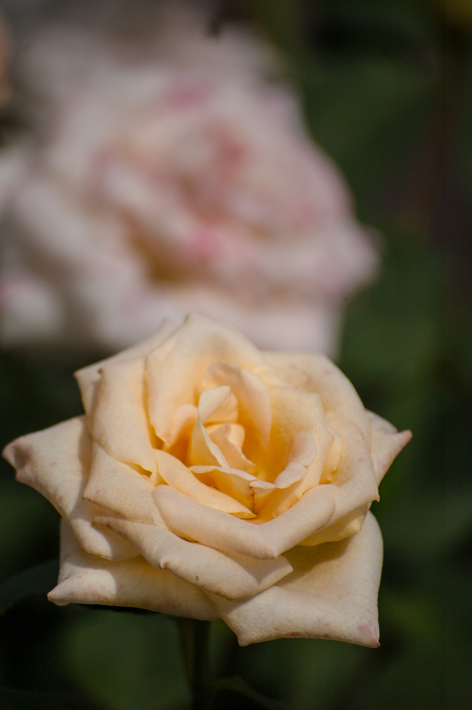 last flowers - My, Nikon, Nikon D40, , Flowers, Color, Summer, Insects, Longpost