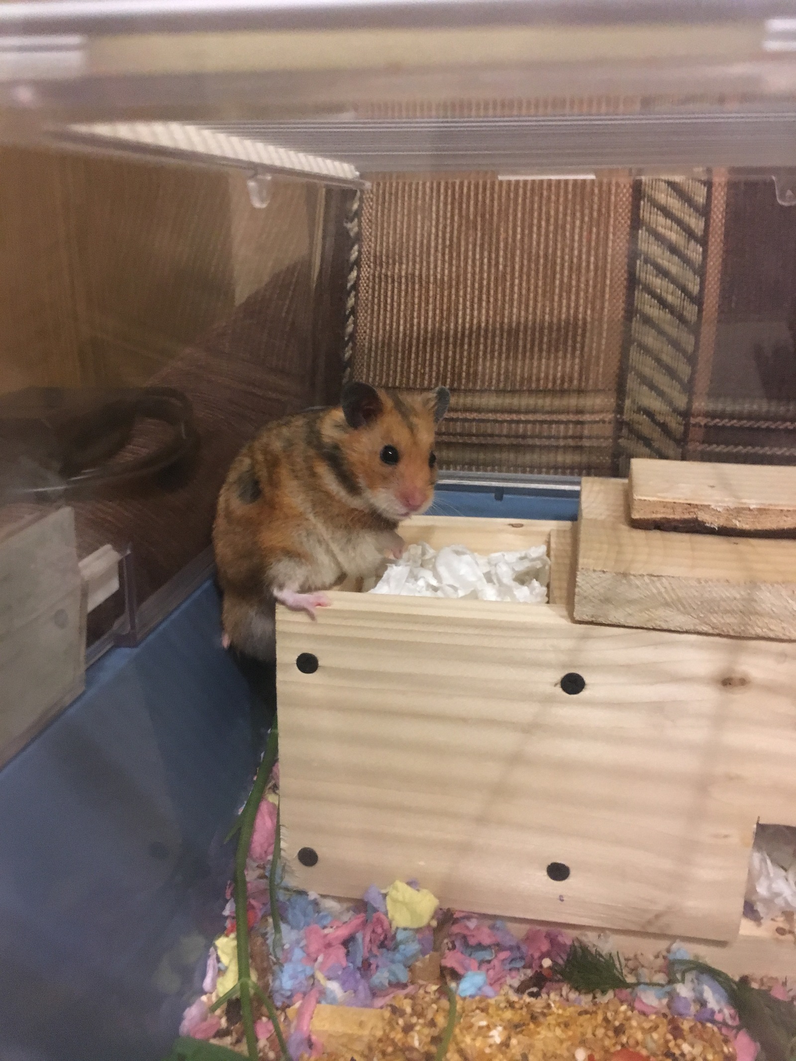 My pet - My, Hamster, Syrian hamster, Longpost